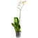 Белая орхидея Фаленопсис в горшке. Гродно